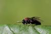 Eriocampa ovata